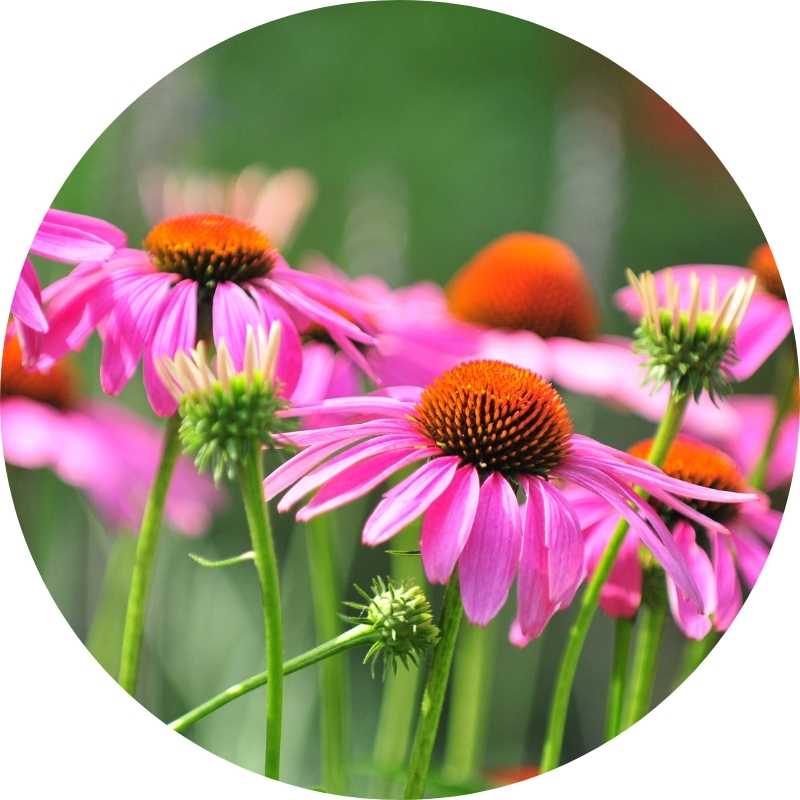 Echinacea Flower for Healthy Glowing Skin