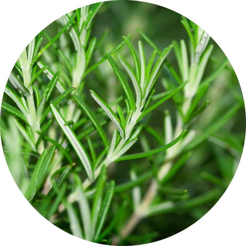 Vegan Mia Organics Rosemary Essential Oil for Hair Growth