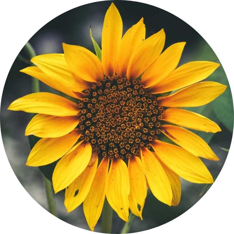 Organic Sunflower