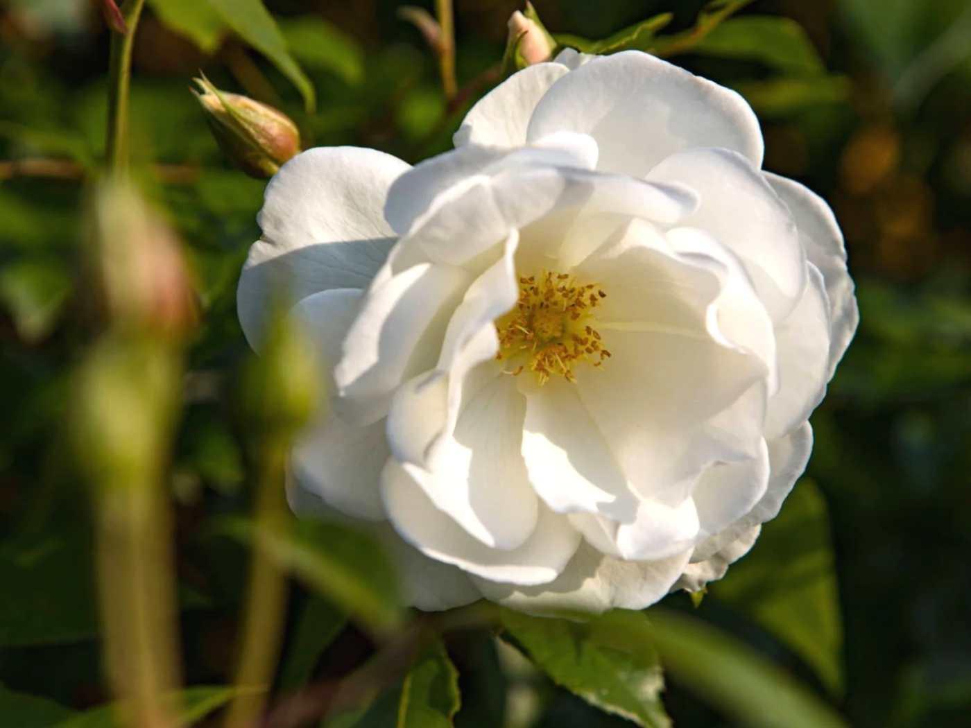Bulgarian White Rose