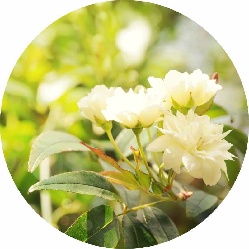 Organic Bulgarian White Rose