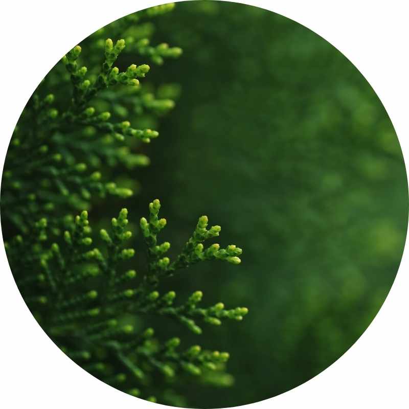 Organic Cypress