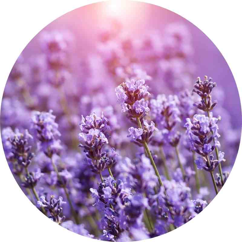 Organic Lavender