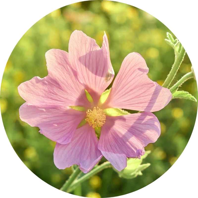 Organic Marshmallow Flower
