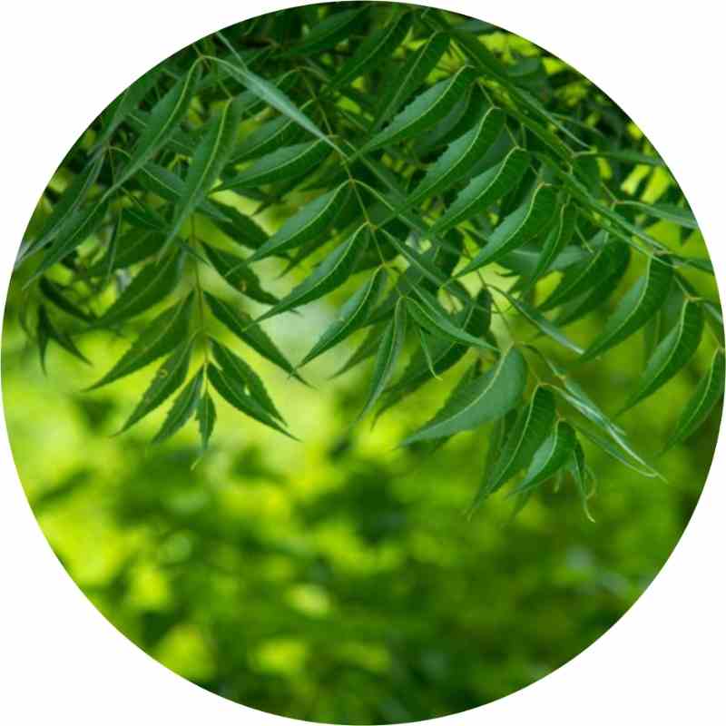 Organic Neem Leaf for Healthy Skin Treats Acne and Fades Scars and Hyperpigmentation