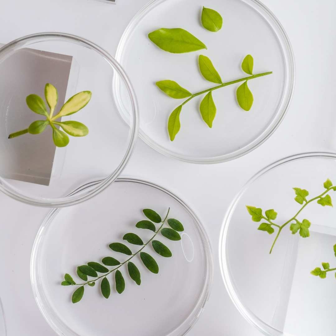 Science dishes with green plants