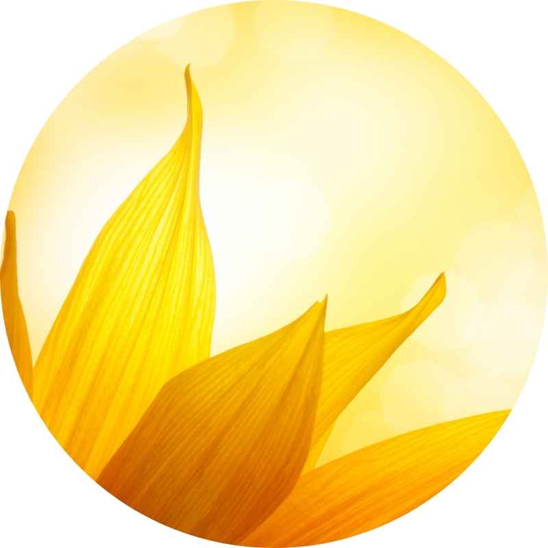 Organic Sunflower