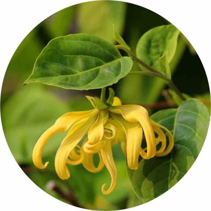 Organic Ylang Ylang